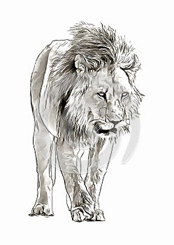 African lion going in savannah digital sketch