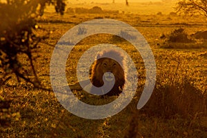 African Lion at the golden hour