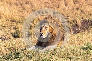 African lion head in full frame. Masai Mara, Africa