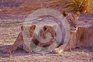 African lion with her cubs,photo art