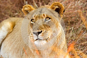 African lion hiding in long grass in a south african game reserve