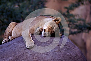 African Lion Immature  24121