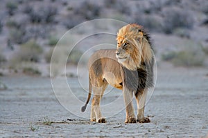 African lion, Kalahari, South Africa