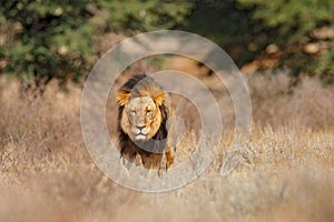 African lion. Kgalagadi black mane lion. African danger animal, Panthera leo, detail of big, Botswana, Africa. Cats in nature