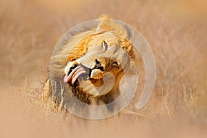 African lion. Kgalagadi black mane lion. African danger animal, Panthera leo, detail of big, Botswana, Africa. Cats in nature