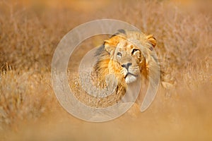 African lion. Kgalagadi black mane lion. African danger animal, Panthera leo, detail of big, Botswana, Africa. Cats in nature
