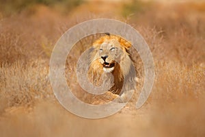 African lion. Kgalagadi black mane lion. African danger animal, Panthera leo, detail of big, Botswana, Africa. Cats in nature