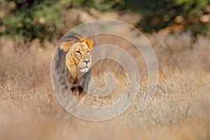 African lion. Kgalagadi black mane lion. African danger animal, Panthera leo, detail of big, Botswana, Africa. Cats in nature