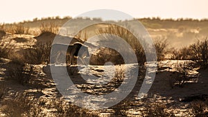 African lion in Kgalagadi transfrontier park, South Africa