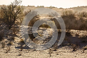 African lion in Kgalagadi transfrontier park, South Africa