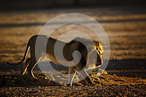 African lion in Kgalagadi transfrontier park, South Africa
