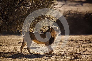 African lion in Kgalagadi transfrontier park, South Africa