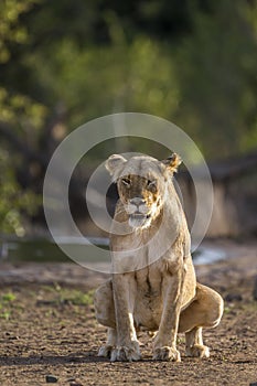 African lion in Kruger National park, South Africa