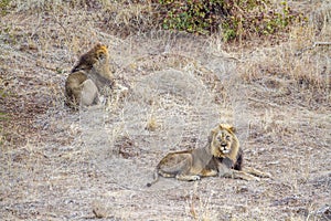 African lion in Kruger National park, South Africa