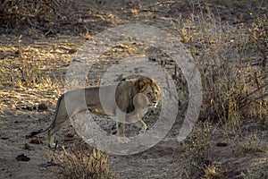 African lion in Kruger National park, South Africa