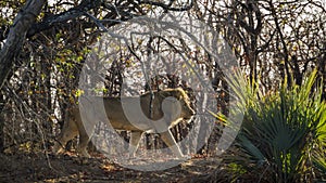 African lion in Kruger National park, South Africa