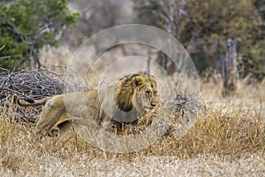 African lion in Kruger National park, South Africa