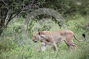 African lion in Kruger National park, South Africa