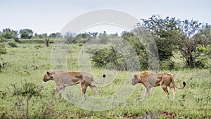 African lion in Kruger National park, South Africa