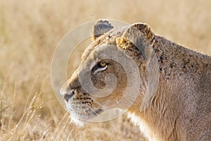 African lion in Kruger National park, South Africa