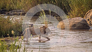 African lion in Kruger National park, South Africa