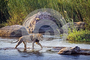 African lion in Kruger National park, South Africa