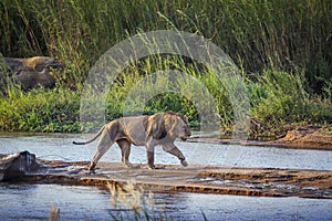 African lion in Kruger National park, South Africa