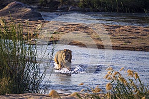 African lion in Kruger National park, South Africa