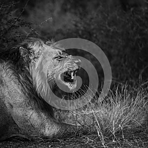 African lion in Kruger National park, South Africa