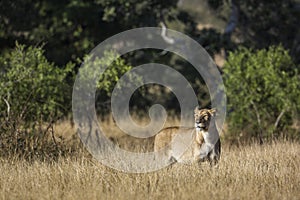 African lion in Kruger National park, South Africa