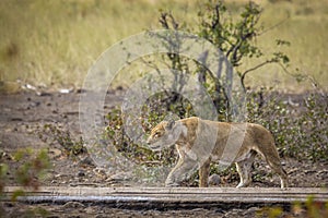 African lion in Kruger National park, South Africa