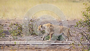 African lion in Kruger National park, South Africa