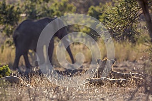 African lion in Kruger National park, South Africa