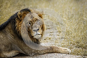 African lion in Kruger National park, South Africa