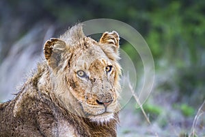 African lion in Kruger National park, South Africa