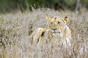 African lion in Kruger National park, South Africa