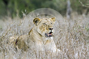 African lion in Kruger National park, South Africa