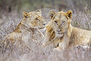 African lion in Kruger National park, South Africa