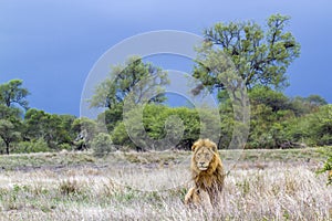 African lion in Kruger National park, South Africa