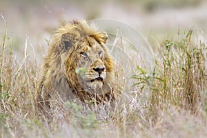 African lion in Kruger National park, South Africa