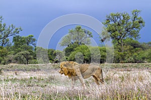 African lion in Kruger National park, South Africa