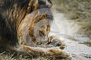 African lion in Kruger National park, South Africa