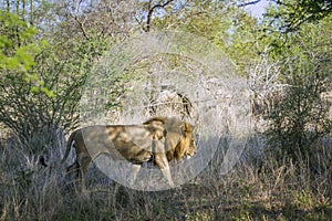 African lion in Kruger National park, South Africa