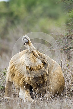 African lion in Kruger National park, South Africa