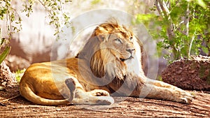African Lion Laying in Forest