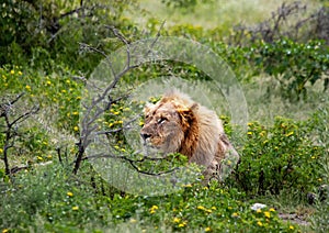 An African Lion is laying in the savannah grass of the Etosha National park in northern Namibia
