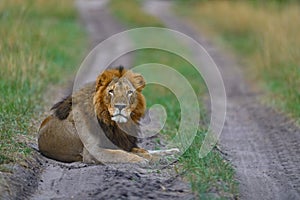 African lion lies on the road in Okavango delta, Botswana, Africa. Animal behaviour in the nature habitat, dangerous Africa.