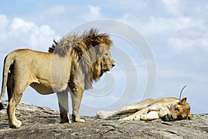 African lion and lioness (Panthera leo)