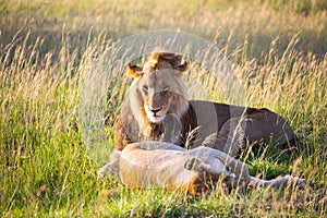 African lion and lioness is resting