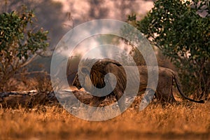 African lion, male. Botswana wildlife. Lion, fire burned destroyed savannah. Animal in fire burnt place, lion lying in the black